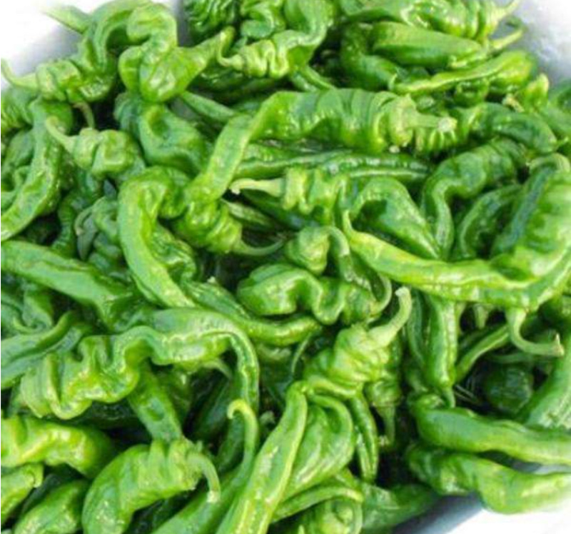 【精品】螺丝椒夏邑产地大量上市量大从优质量保证
