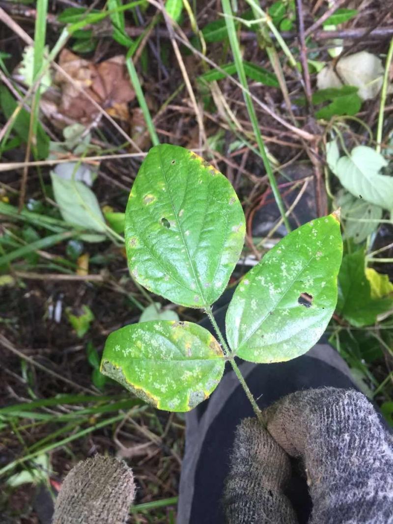 野生金线吊葫芦，蒸熟吃，香甜可口
