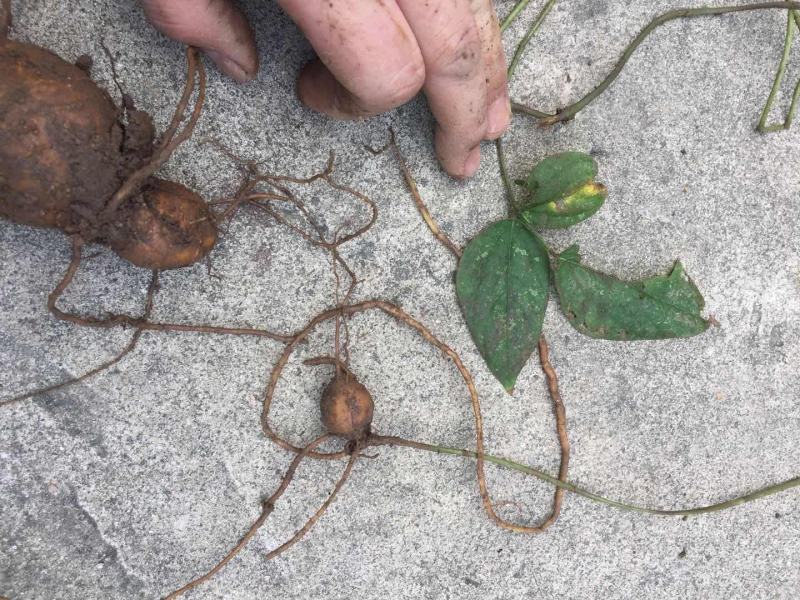 野生金线吊葫芦，蒸熟吃，香甜可口