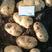 【产地直销】脱毒种薯基地品种齐全，荷兰15荷兰806