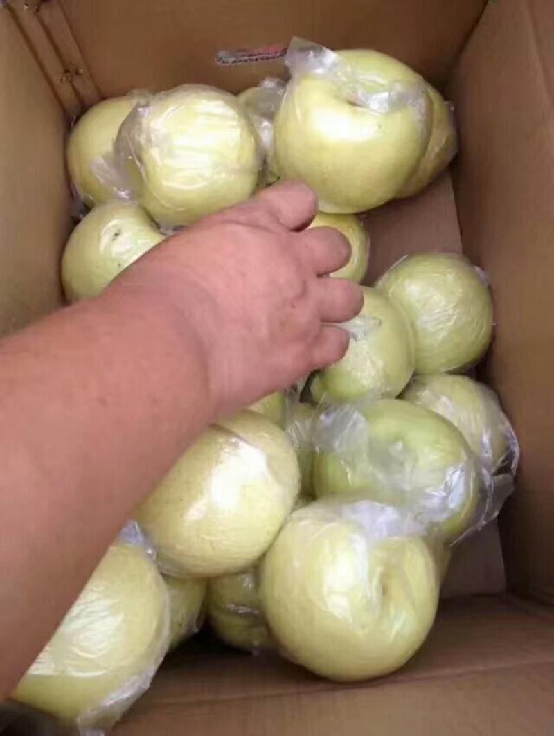 山东黄金梨产地梨园看货质量杠杠滴需要的一亩田联系我