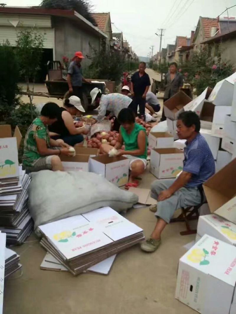 山东黄金梨产地梨园看货质量杠杠滴需要的一亩田联系我