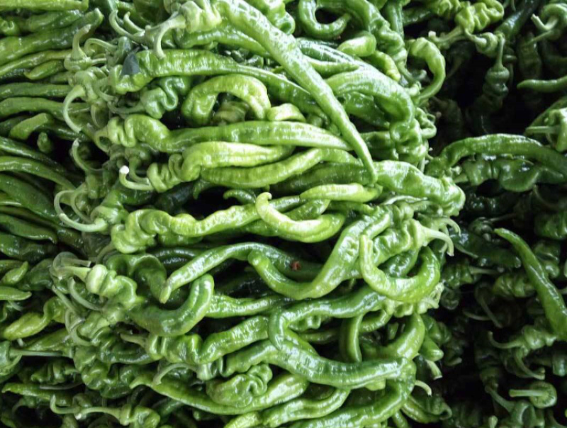 【鲜辣椒】螺丝椒河南省夏邑县产地大量上市量大价格美丽电联