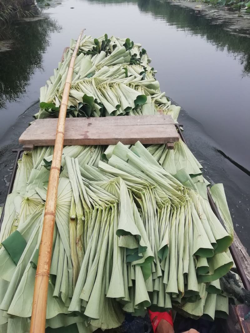 白洋淀自然晾晒干荷叶，药材芦苇根