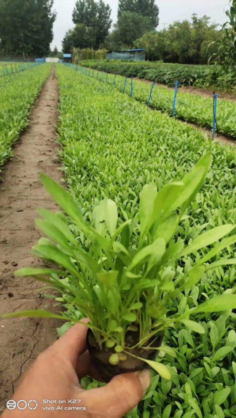 大花金鸡菊（花期长）基地直供货源充足全国发货