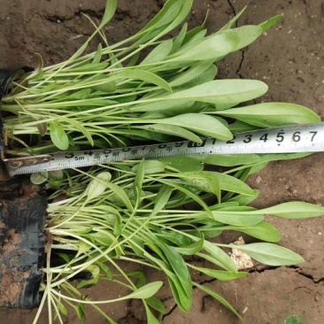 大花金鸡菊（花期长）基地直供货源充足全国发货