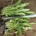 大花金鸡菊（花期长）基地直供货源充足全国发货