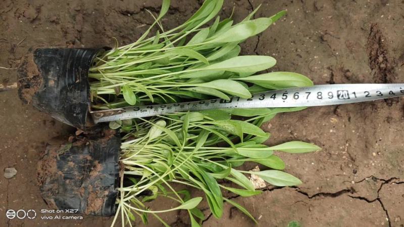 大花金鸡菊（花期长）基地直供货源充足全国发货