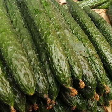 黄瓜，茄子便宜了，全是精品，量大从优