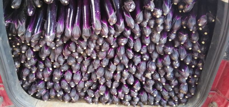 黄瓜，茄子便宜了，全是精品，量大从优