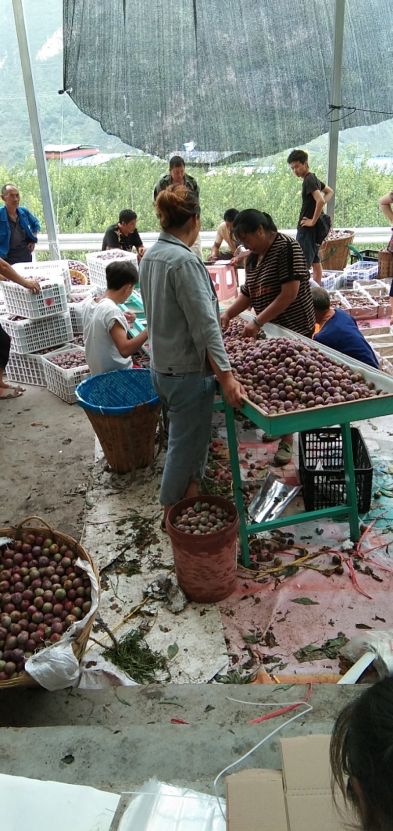 汉源脆红李子，大量上市了