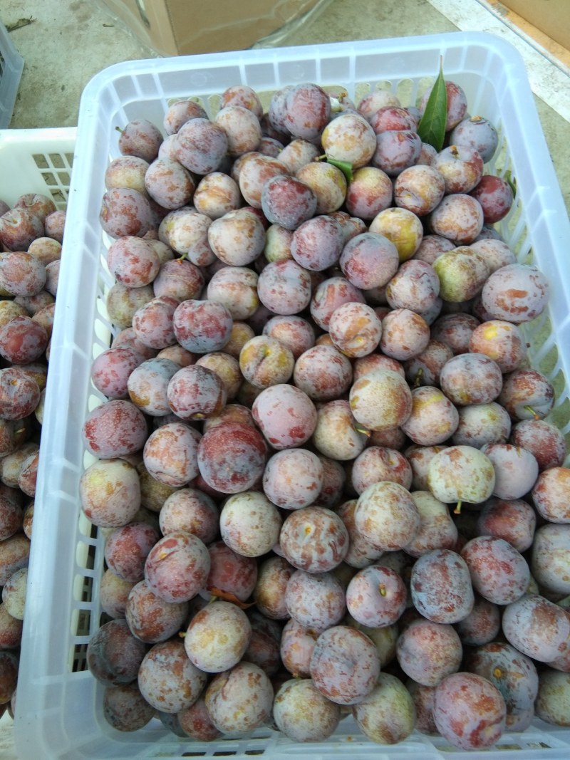 汉源脆红李子，大量上市了