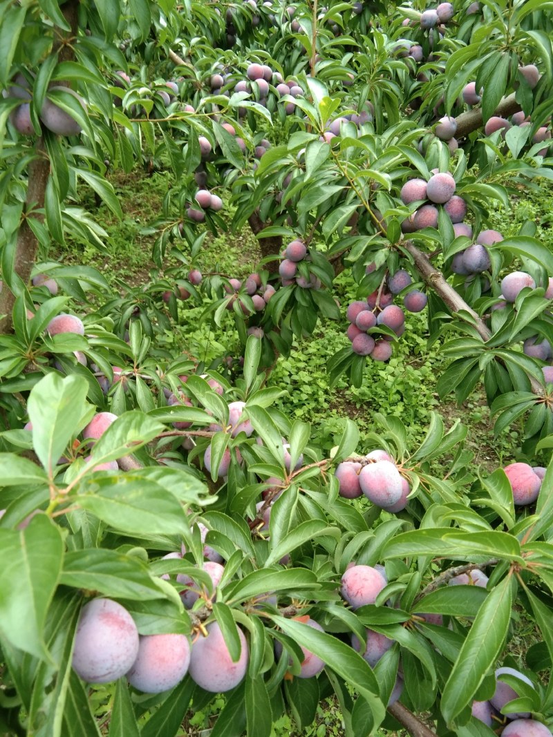 汉源脆红李子，大量上市了