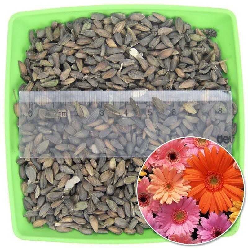 非洲菊种子重瓣非洲菊种籽扶郎花四季易种活盆栽花卉种籽