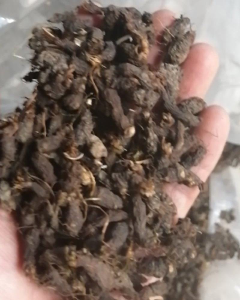 天葵子，大别山野生天葵子，紫背天葵子，好货不多，预购从速