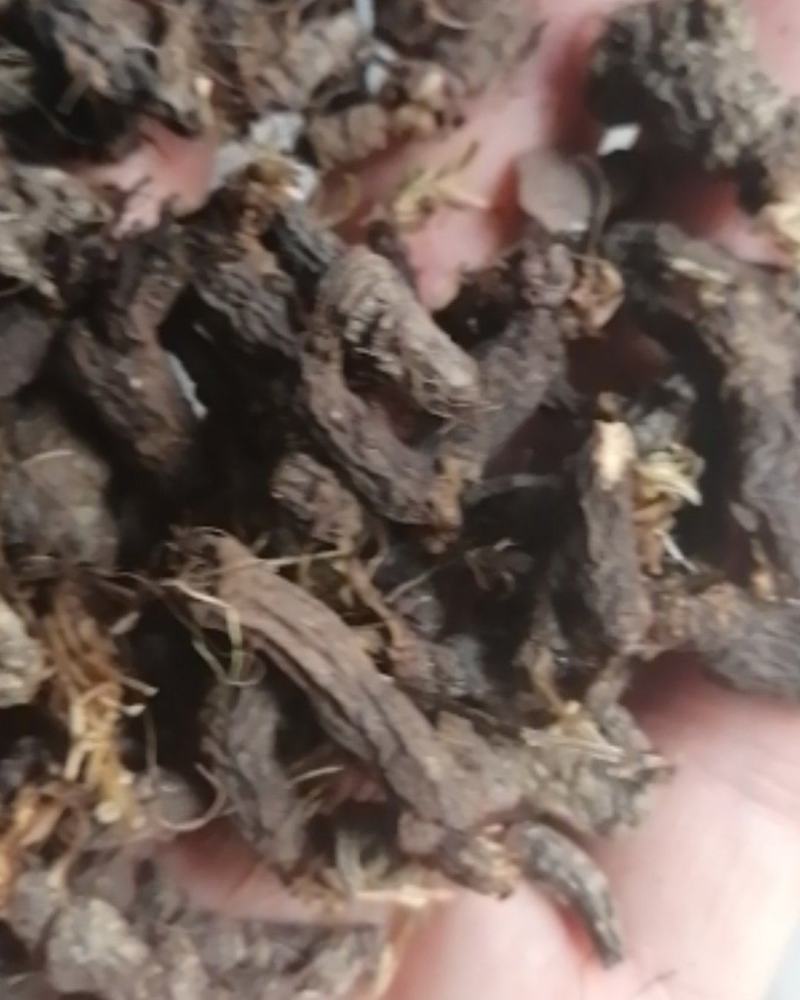 天葵子，大别山野生天葵子，紫背天葵子，好货不多，预购从速