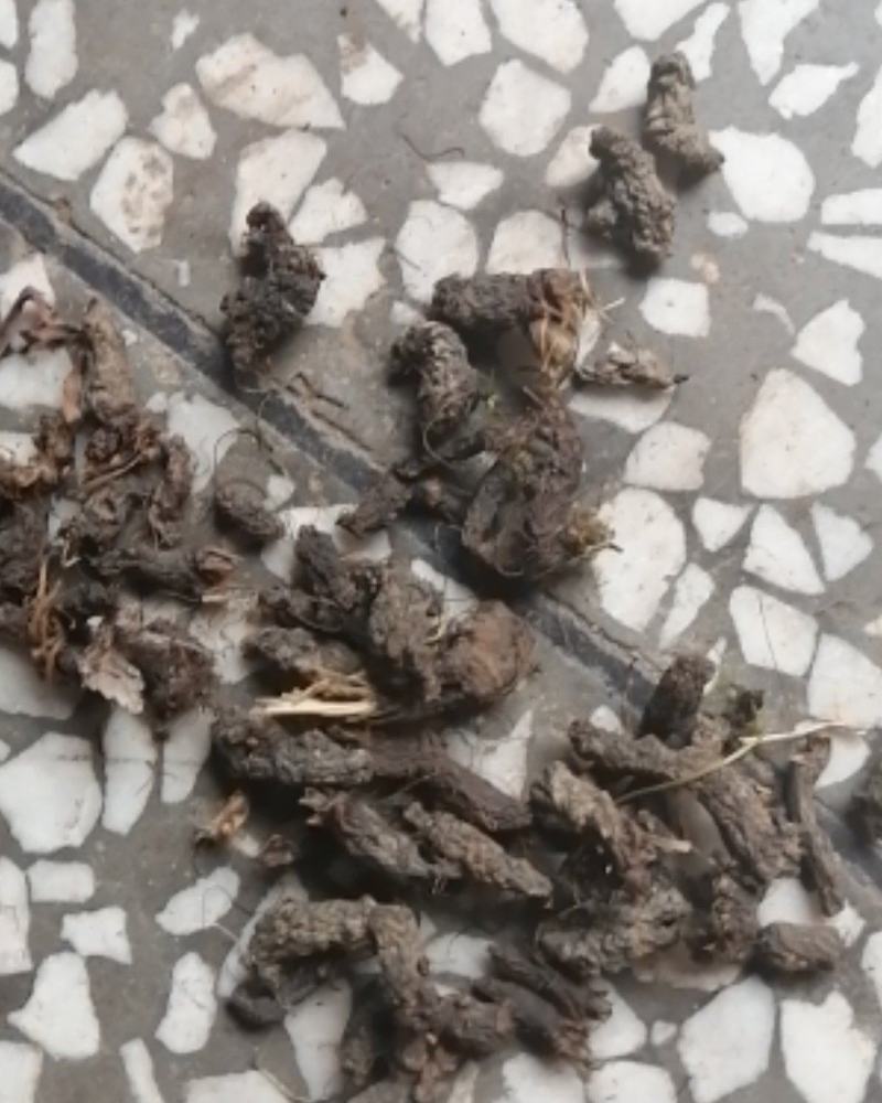 天葵子，大别山野生天葵子，紫背天葵子，好货不多，预购从速