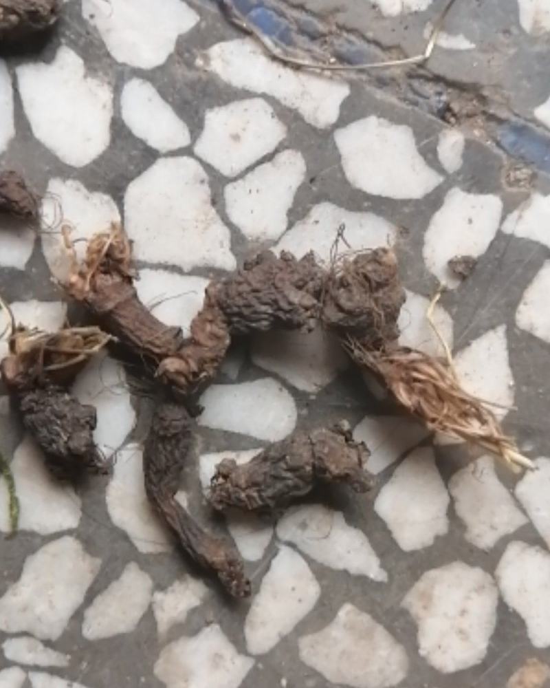 天葵子，大别山野生天葵子，紫背天葵子，好货不多，预购从速