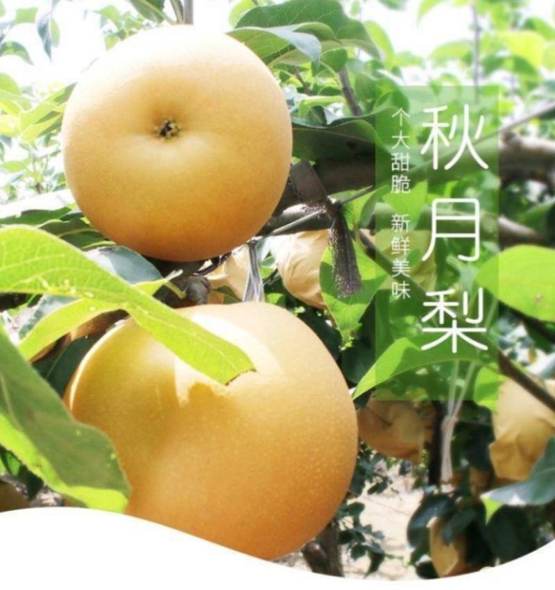 秋月梨秋月梨秋月梨。