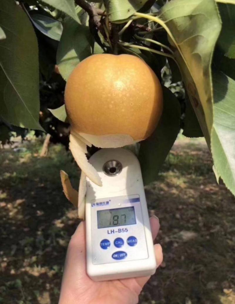 秋月梨秋月梨秋月梨。