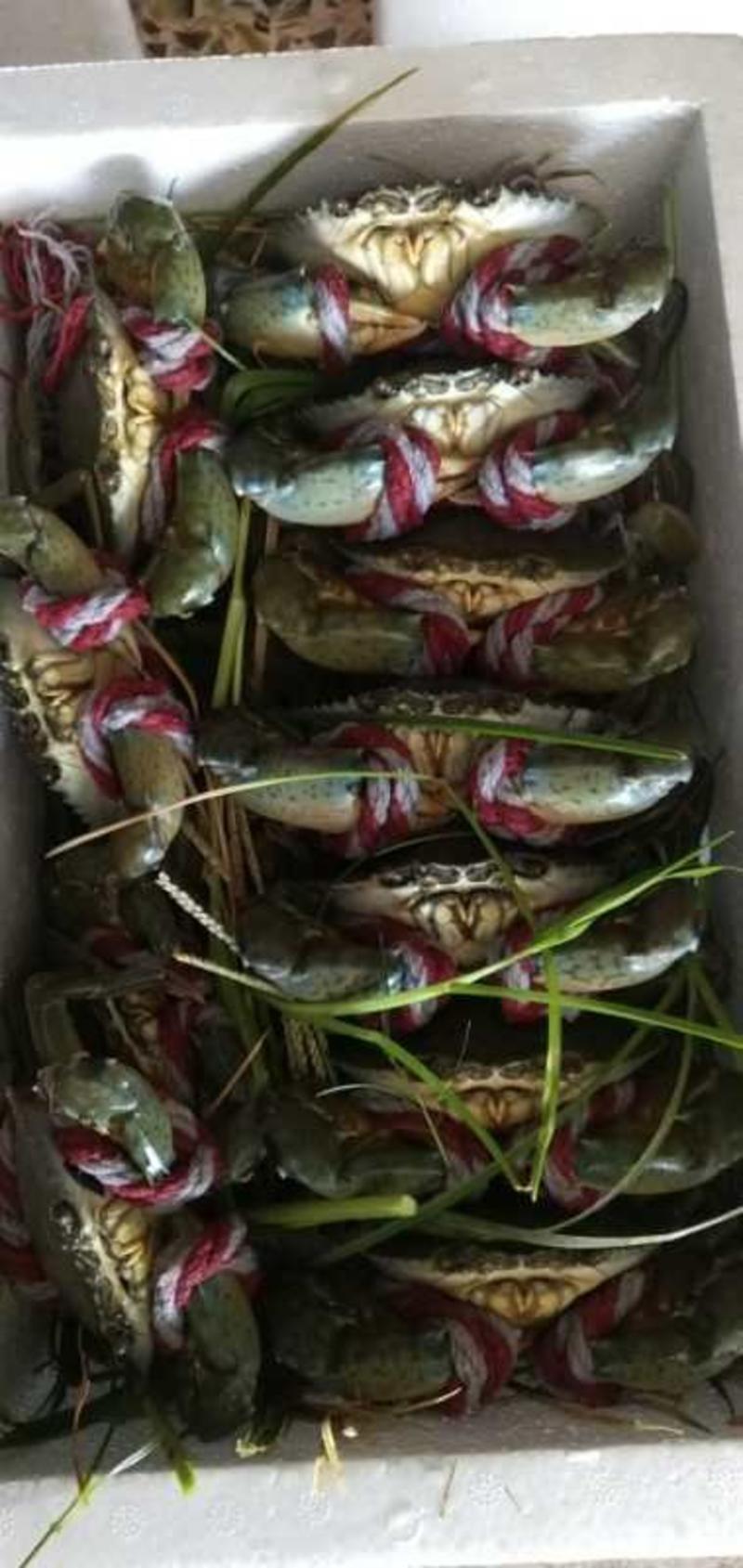 青蟹，肉蟹海水养殖小鱼贝类喂养肉质肥甜