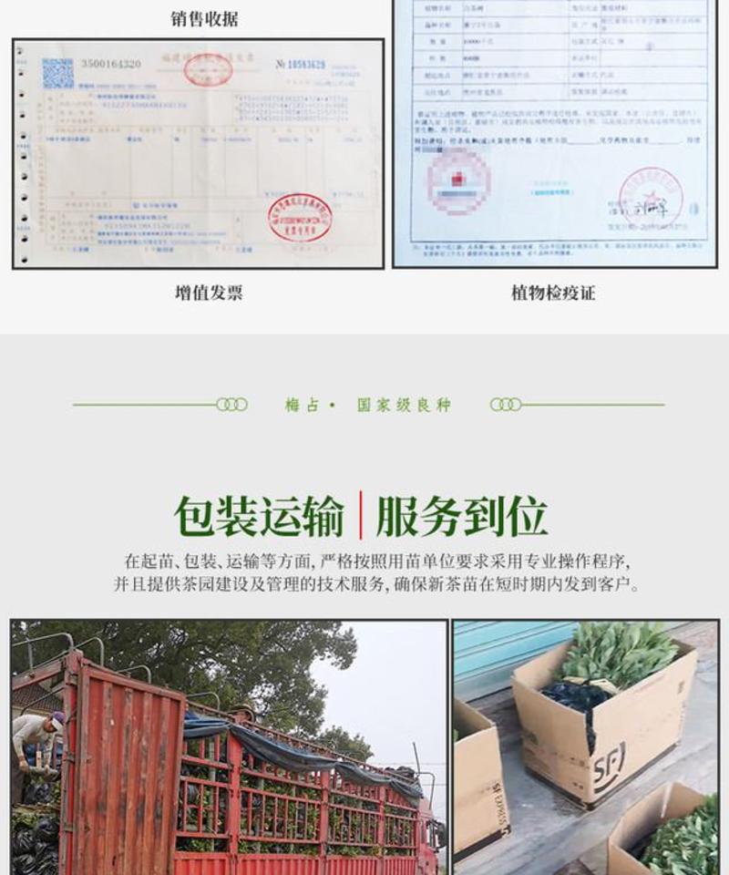 梅占茶苗乌龙茶绿茶红茶树苗福建品种基地苗圃