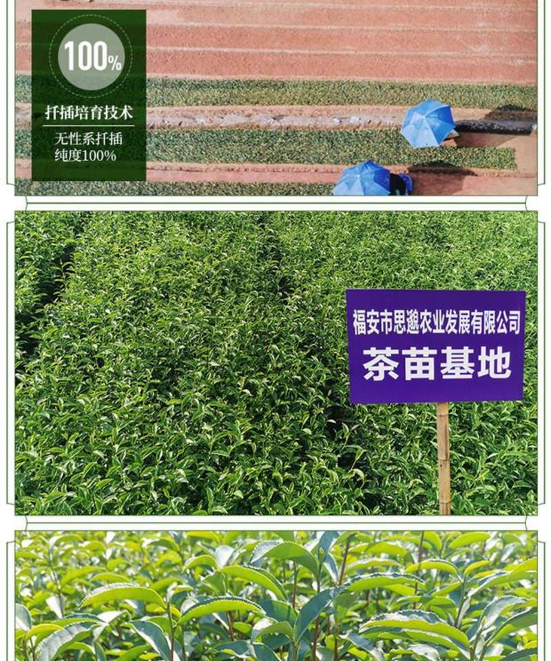梅占茶苗乌龙茶绿茶红茶树苗福建品种基地苗圃