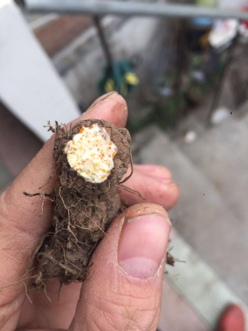 野生南苍术，产地大别山，好货不贵