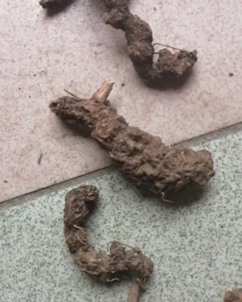 野生南苍术，产地大别山，好货不贵