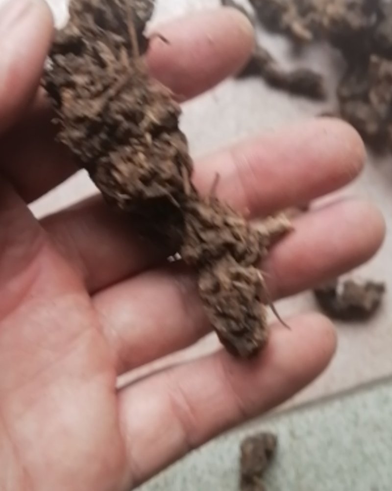 野生南苍术，产地大别山，好货不贵