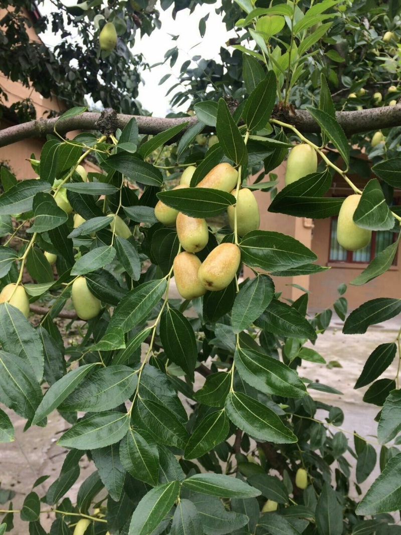 大量出售:贵妃枣需要的联系我