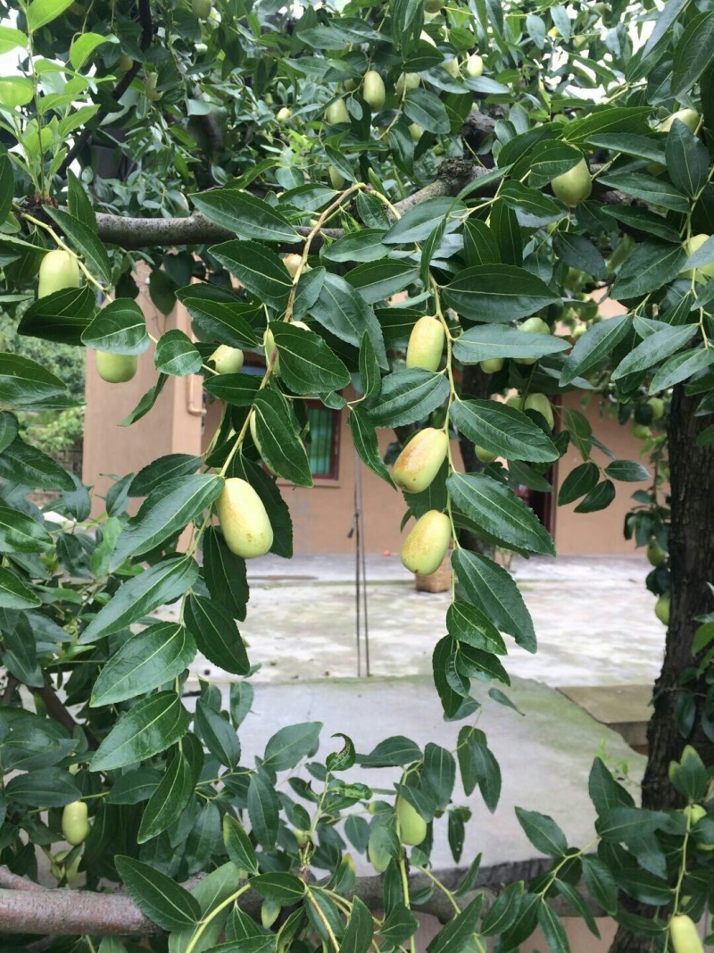 大量出售:贵妃枣需要的联系我