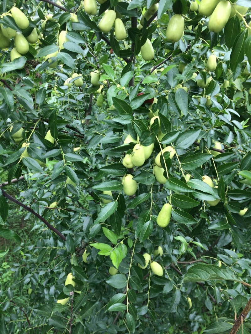 大量出售:贵妃枣需要的联系我