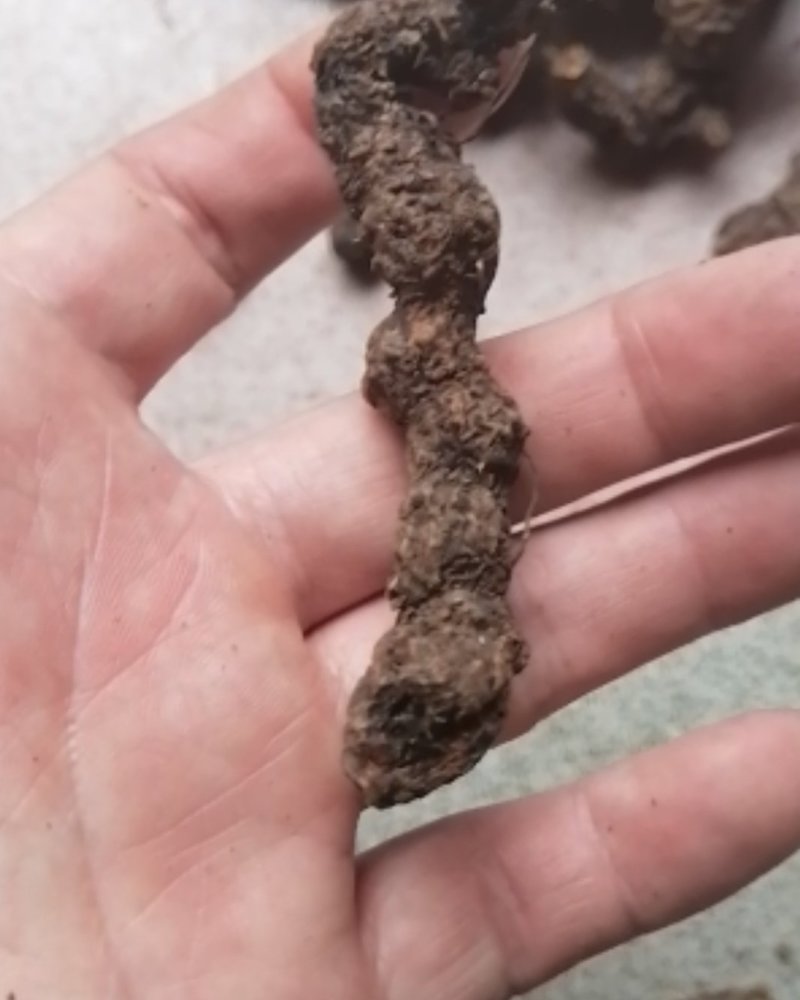 野生南苍术，产地大别山，好货不贵