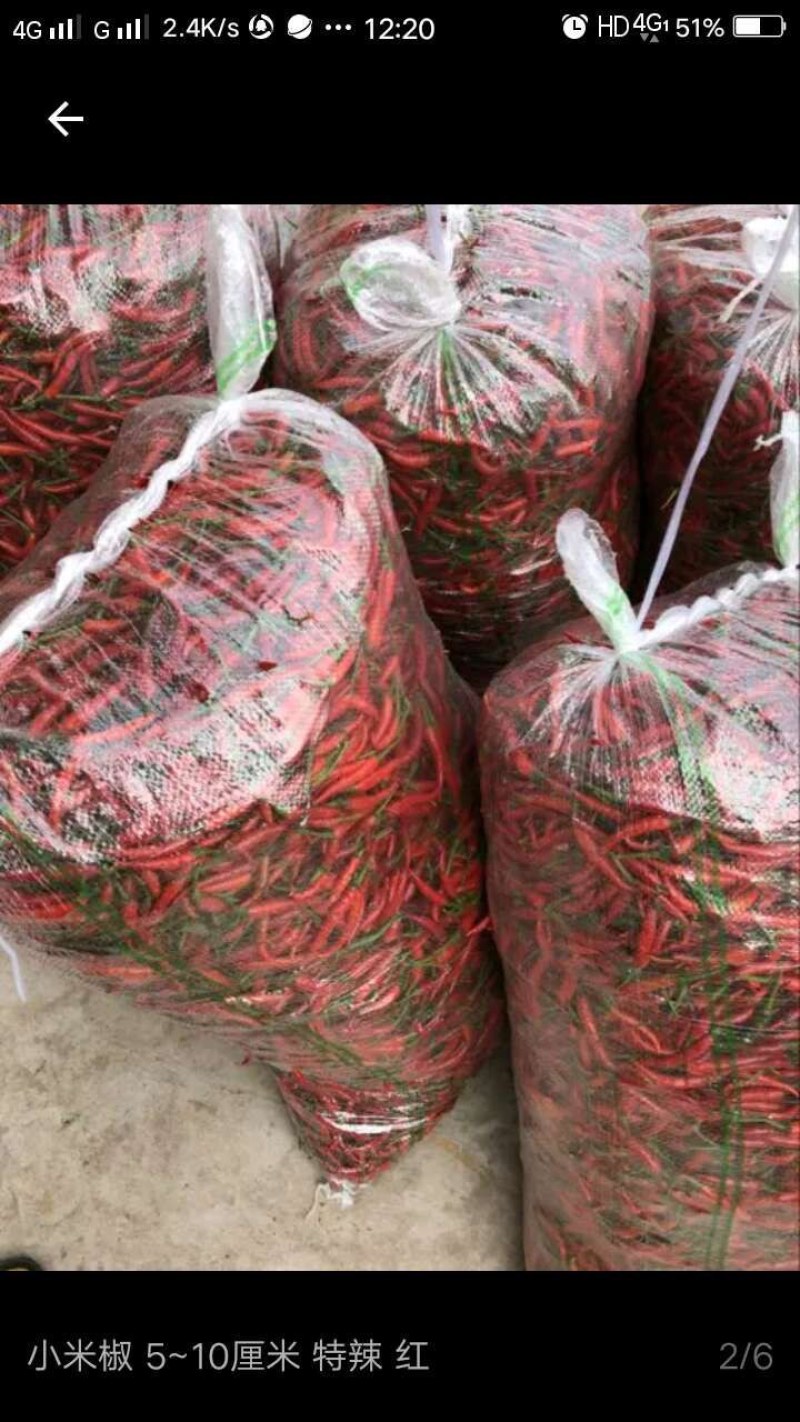 天府花生大量上市，基地直供，代办收购，按需包装，诚信经营