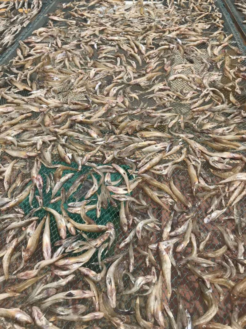 沙光鱼干咸鱼狗杠鱼干货大头鱼姑东鱼鱼干江苏水产