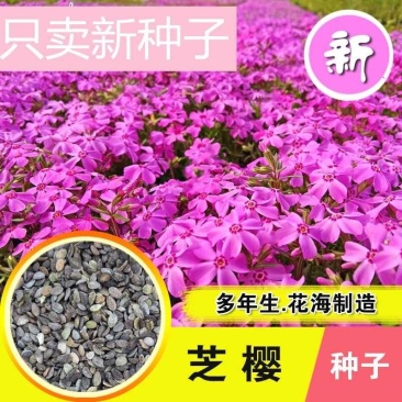 福禄考种子五色梅种籽庭院易活花籽耐寒花进口芝樱花种子丛生