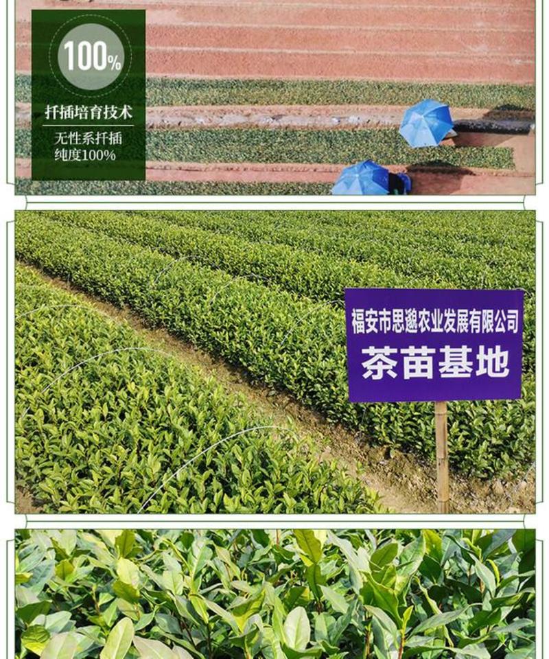 水仙茶树苗武夷山乌龙茶红茶绿茶品种茶树苗