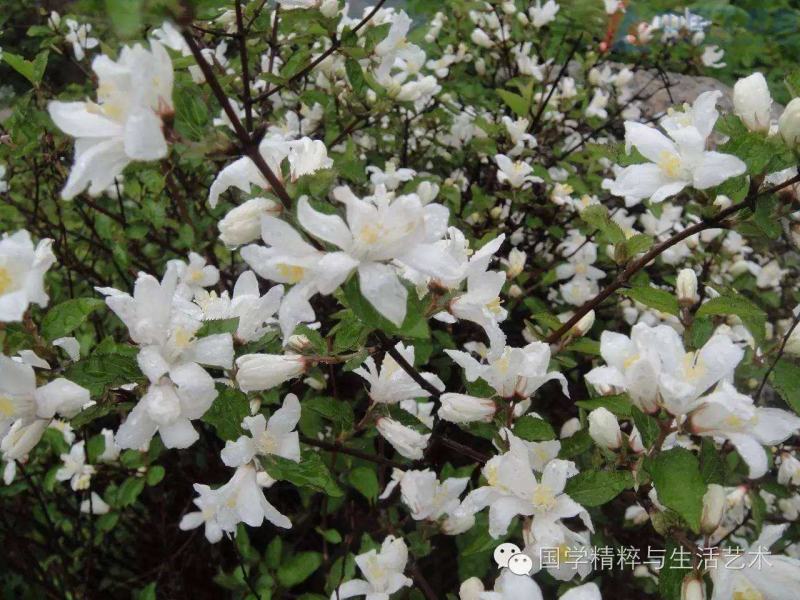 栀子花一手货源自家苗圃绿化种植大量批发