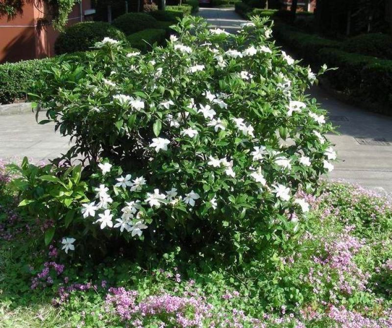 栀子花一手货源自家苗圃绿化种植大量批发