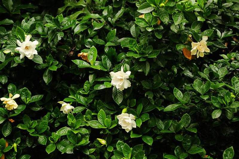 栀子花一手货源自家苗圃绿化种植大量批发