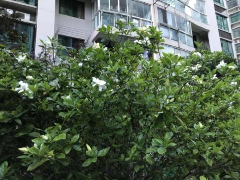 栀子花一手货源自家苗圃绿化种植大量批发