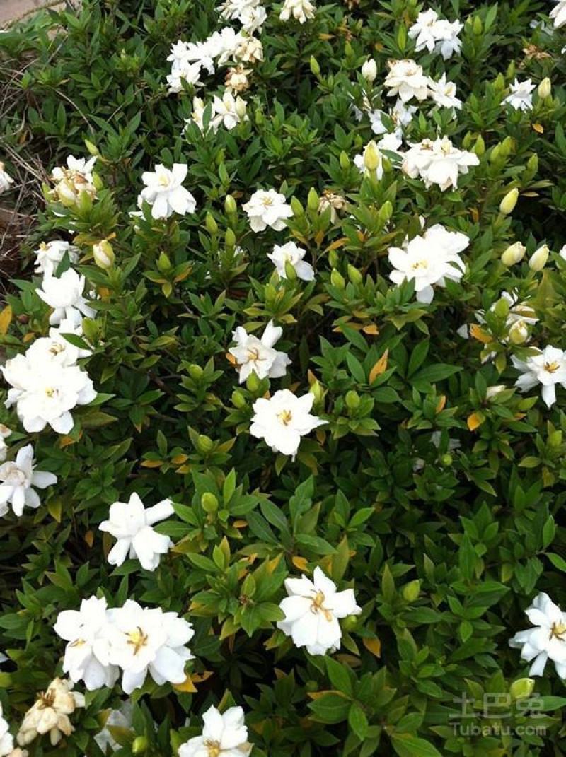 栀子花一手货源自家苗圃绿化种植大量批发