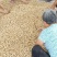 过筛子手捡果，小鲁花，白沙大果精品鲜花生对接商超市场档口
