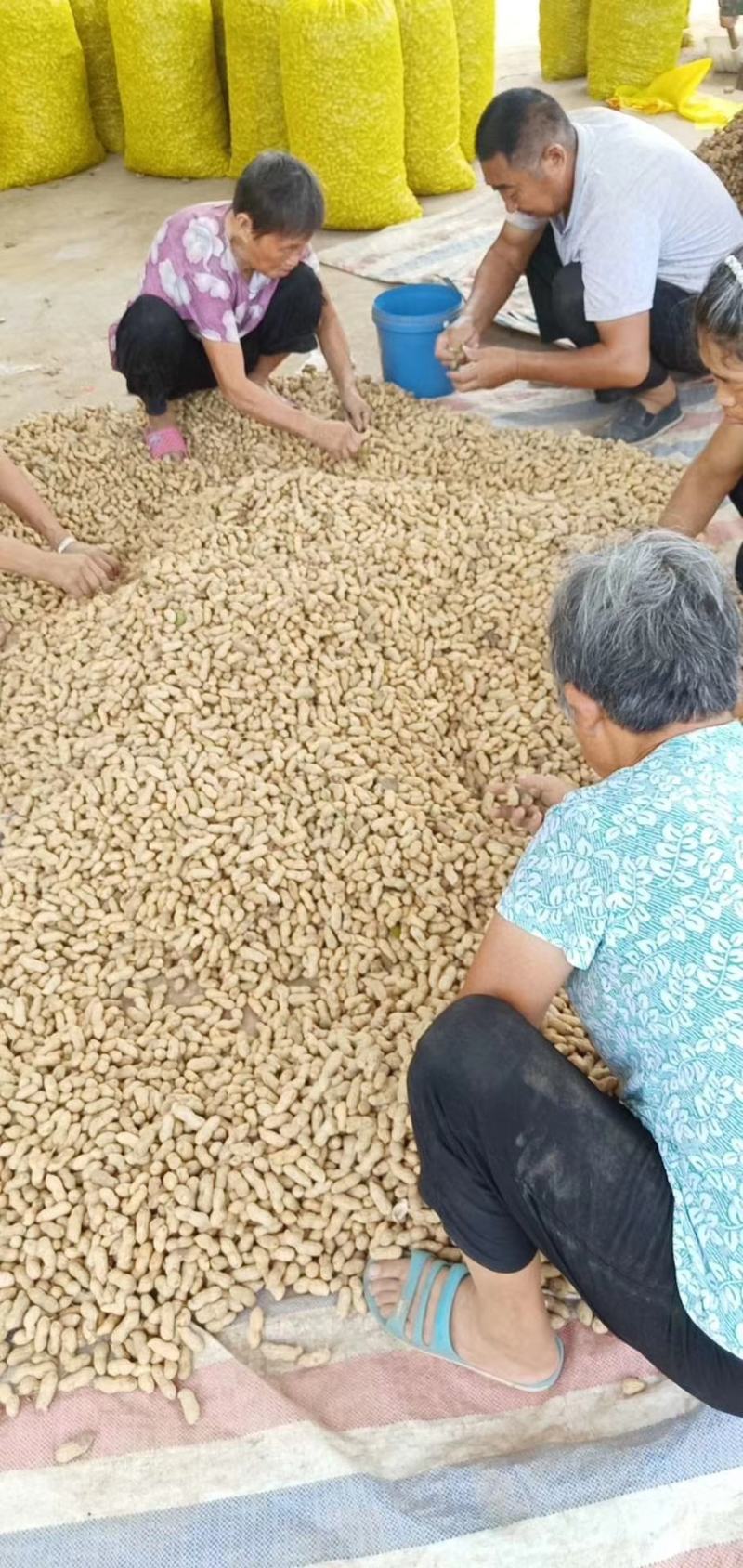 过筛子手捡果，小鲁花，白沙大果精品鲜花生对接商超市场档口