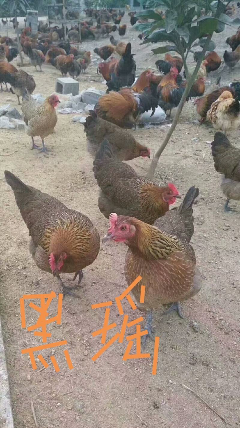 黑瑶鸡苗厂家直销包打马利克疫苗包运输包路途成活
