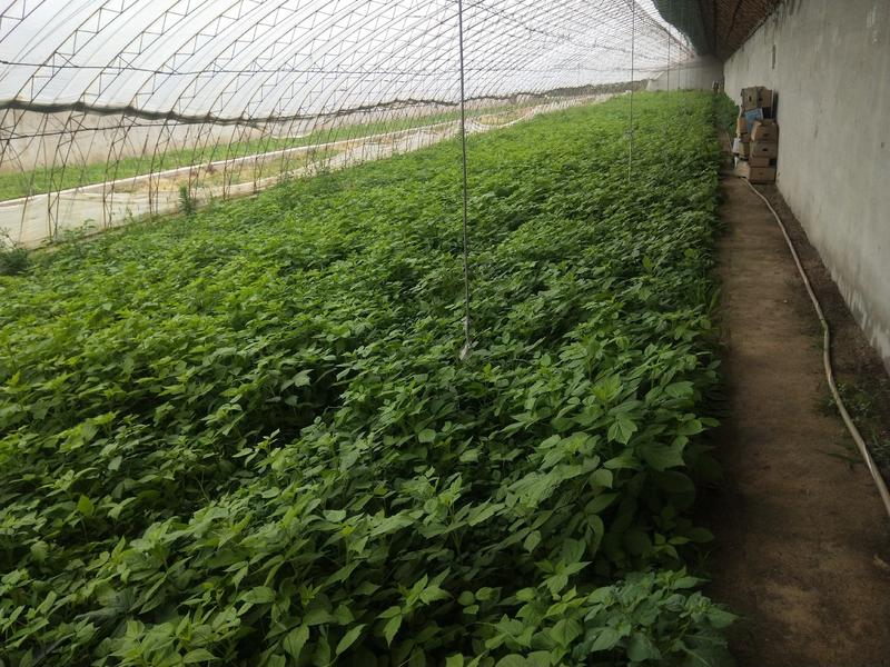 双季黄树莓营养杯苗带土发货质量有保证货源充足