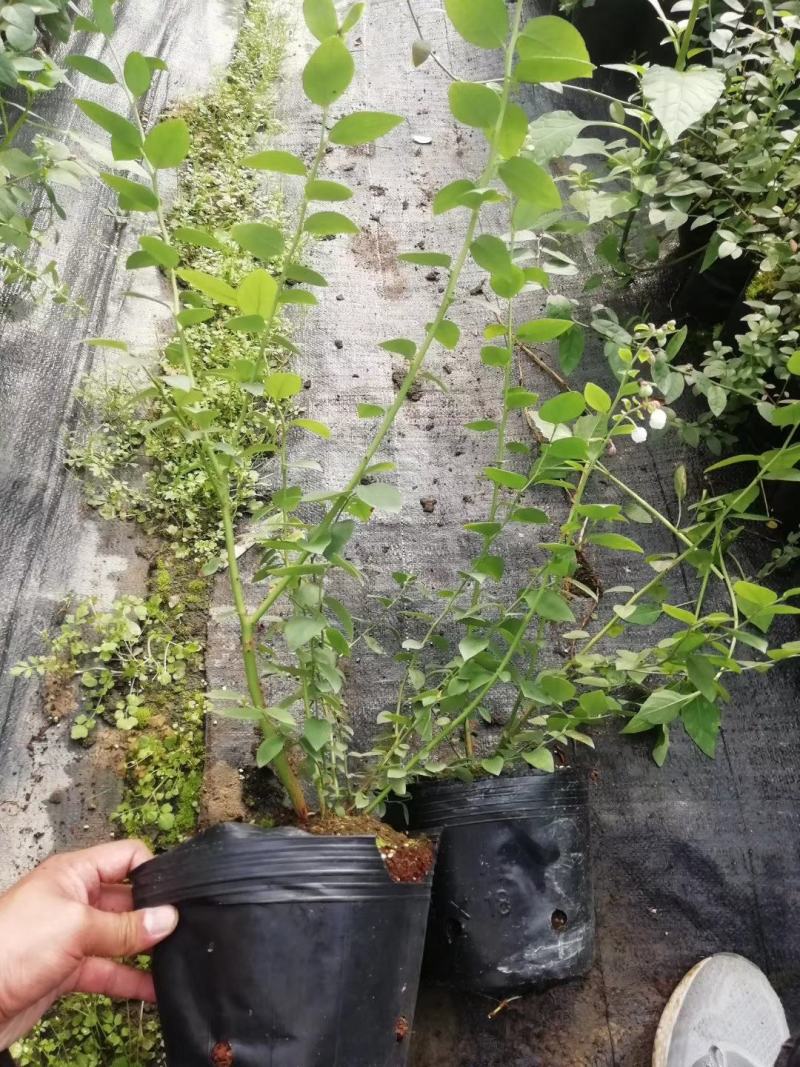 蓝莓苗大苗定植第二年挂果质量有保障货源充足