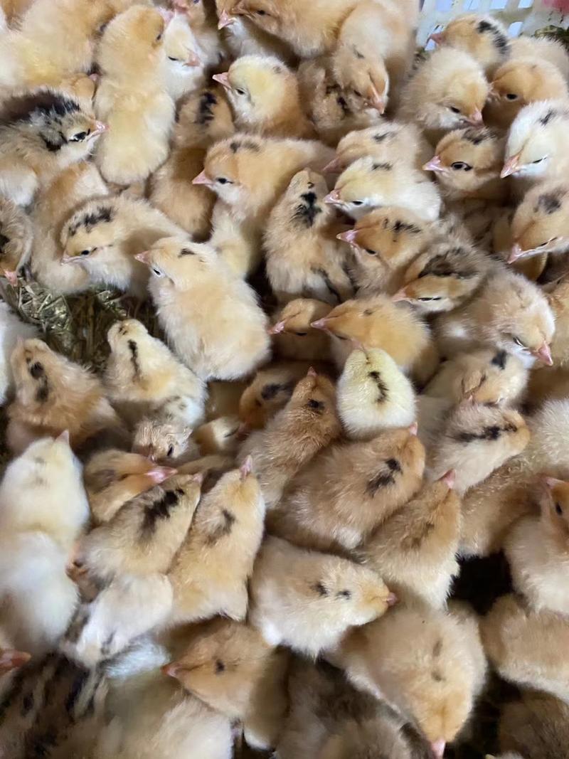 红瑶鸡红毛黑脚公鸡成年可长6斤左右包邮包疫苗送养殖技术