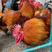 红瑶鸡红毛黑脚公鸡成年可长6斤左右包邮包疫苗送养殖技术